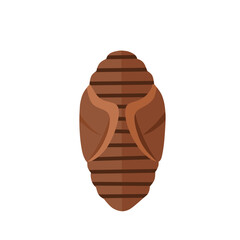 Flat vector illustration of an insect pupa stage. Represents transformation phase in the metamorphosis process. Useful for biology or educational materials