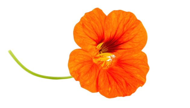 Orange flower closeup isolated on transparent background - Powered by Adobe
