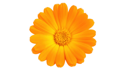 Orange flower isolated on transparent background