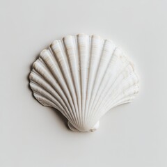 Single white seashell on a light gray background.