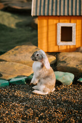 Cute rabbit near colorful house in sunlit garden during afternoon playtime