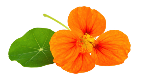 Orange flower with green leaves isolated on transparent background - Powered by Adobe