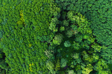 Aerial view of trees in a garden and trees in a tropical forest. Environmental image.