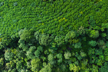 Aerial view of trees in a garden and trees in a tropical forest. Environmental image.