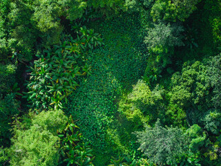 Aerial view of trees in a garden and trees in a tropical forest. Environmental image.