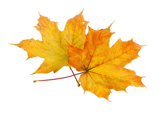 Sugar Maple leaves and branches with transparent background in a lovely PNG format for artistic and design projects.