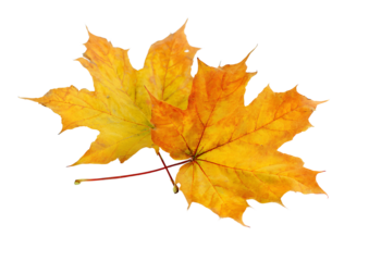 Sugar Maple leaves and branches with transparent background in a lovely PNG format for artistic and design projects.