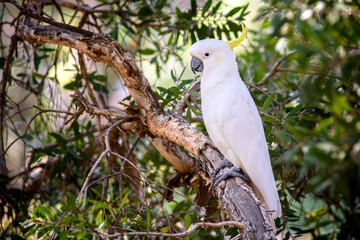 The yellow-crested cockatoo is a medium-sized with white plumage, bluish-white bare orbital skin, grey feet, a black bill, and a retractile yellow or orange crest.