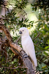 The yellow-crested cockatoo is a medium-sized with white plumage, bluish-white bare orbital skin, grey feet, a black bill, and a retractile yellow or orange crest.