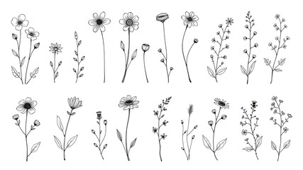 Elegant hand drawn floral elements collection featuring various delicate flowers and botanical illustrations