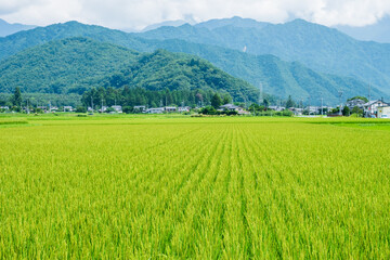 Fototapeta premium 田園風景 夏