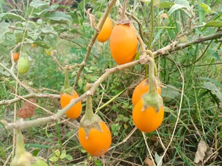 Eggplants left on the tree too long will turn yellow or brown, indicating that the fruit is...