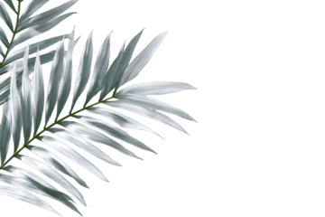 Close-up of a stylized palm frond, light gray-green, against a black background