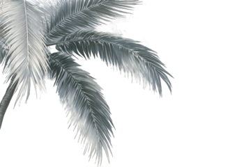 Close-up of palm fronds, grayish-silver tones