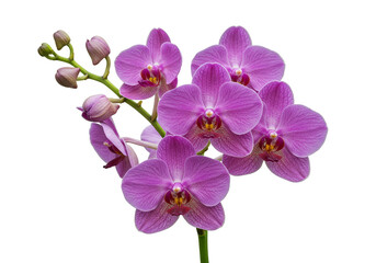 Close up shot of a vibrant purple orchid flower with a white background and green stem and buds