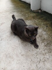 cat on the wall