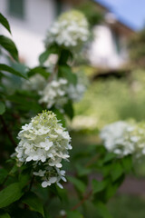 Close-up of White Hydrangea Paniculata Flowers in Bloom