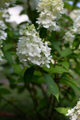 Close-up of White Hydrangea Paniculata Flowers in Bloom