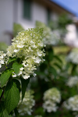 Close-up of White Hydrangea Paniculata Flowers in Bloom