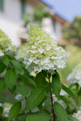 Close-up of White Hydrangea Paniculata Flowers in Bloom