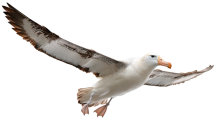 Majestic albatross in flight with white plumage – transparent PNG background, high detail wildlife bird isolated for cutout ready design