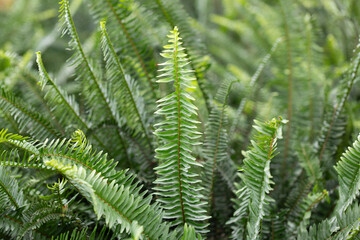 Nephrolepis Cordifolia, Boston fern. Natural environment. 