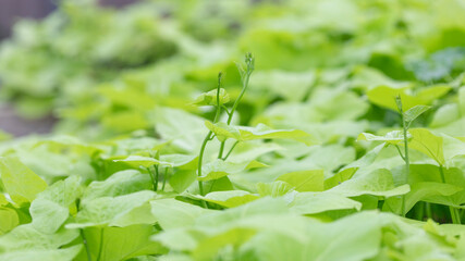 Fresh Ipomoea batata, sweet potato in green. Macro mode.