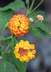 Blossom orange lantana  flowers. Garden lantana on natural background.