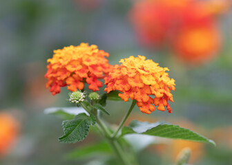 Blossom orange lantana  flowers. Garden lantana on natural background.