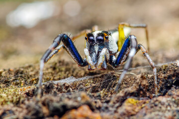 Colorful jumping spider crawling on ground