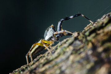 Jumping spider climbing on tree branch in natural habitat