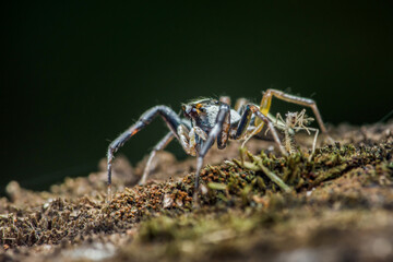 Jumping spider crawling on mossy surface in nature