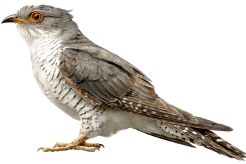 Isolated cuckoo bird on transparent background in high resolution PNG style for nature illustrations or wildlife projects