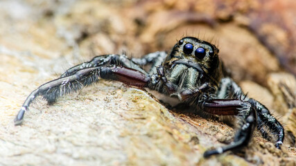 Jumping spider standing on wood log, showing fangs and large eyes