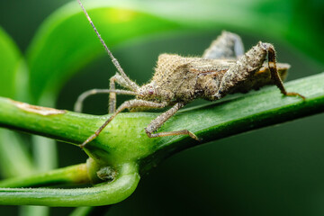 Squash bug crawling on green plant stem