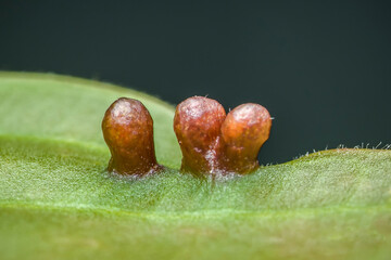 Gall mites creating abnormal growths on green leaf