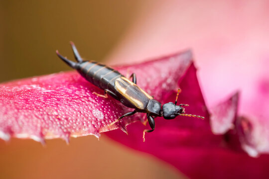 Earwig crawling on a vibrant pink leaf