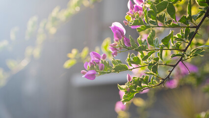 A close-up of vibrant pink bougainvillea flowers with green and white variegated leaves, backlit by...