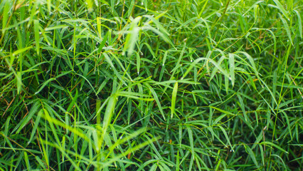 A dense patch of vibrant green grass, covered in tiny water droplets, creating a fresh and dewy...