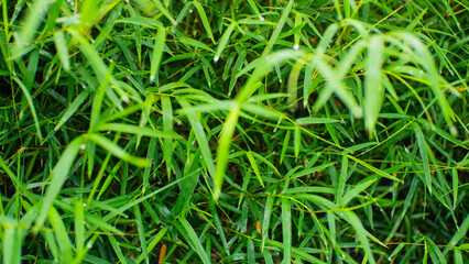 A lush expanse of bright green, dew-kissed grass or small bamboo leaves, glistening with moisture