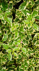 A lush bed of green and white variegated leaves, with subtle pink flowers emerging, creating a vibrant natural pattern