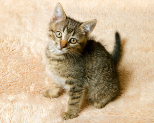 Small young cat sitting and looking at camera. Pet kitten sitting on the carpet.