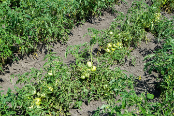 A bed with tomatoes in a vegetable garden. Green tomatoes in the field.