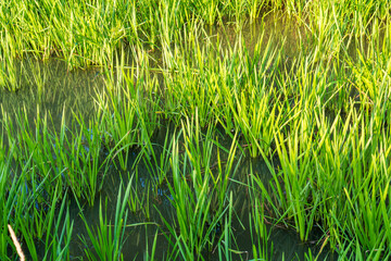 Dense green grass growing from shallow pond water, with soft reflections on the surface and natural wetland lighting.