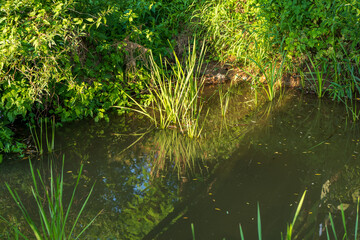 Green aquatic plants growing near the edge of a pond with overhanging vegetation and soft reflections of grass and leaves in the calm water.