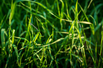 Two small blue damselflies sitting on green grass in summer. Close-up nature photo with soft light.
