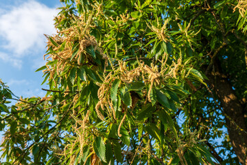 Detail of flowering sweet chestnut tree (Castanea sativa) in summer. Long catkins and serrated green leaves under blue sky.