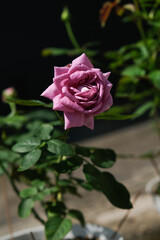 Close-up of purple rose flower in the home garden