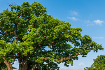 Crown of an ancient 600-year-old English oak (Quercus robur) in Giraltovce, Slovakia. Wide branches...