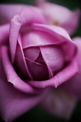 Close-up of purple rose flower in the home garden